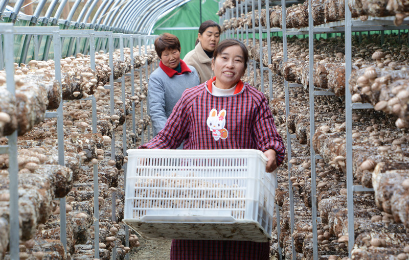 搬迁群众胡学美与工人们一起采收香菇  黄志顺摄_副本.jpg