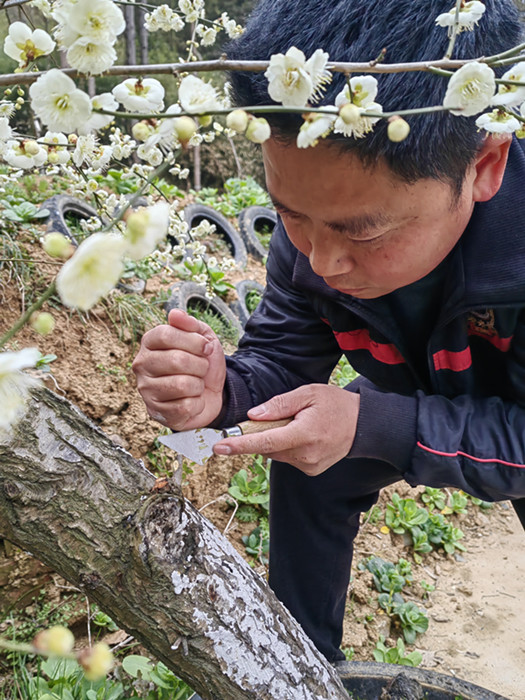 芹小子在山李子树上嫁接梅花的图片.jpg